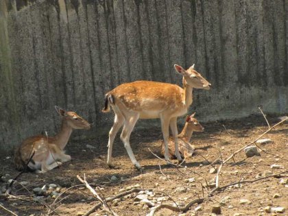 Highest Number of Animals Born in Sofia Zooin 2018 Highest Number of Animals Born in Sofia Zooin 2018