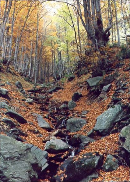 Bulgarian Beech Forests Proposed for Inscription on UNESCO World Heritage List