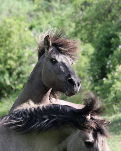 Film About Tarpans Wins Best Short Documentary Award at Equus Film Festival in New York Film About Tarpans Wins Best Short Documentary Award at Equus Film Festival in New York