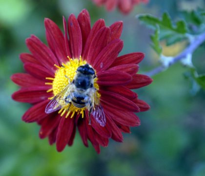 Beekepers Appeal for Urgent Adoption of State Regulation of Direct Subsidies Beekepers Appeal for Urgent Adoption of State Regulation of Direct Subsidies