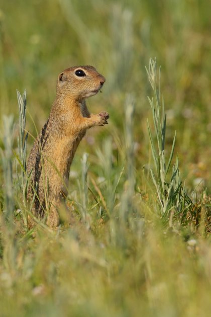  Campaign Raises Funds for Restoring Ground Squirrel Colonies in Rhodope Area