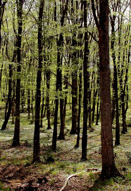 Climate Change Highlights Urgent Need to Rescue Forests - Expert Climate Change Highlights Urgent Need to Rescue Forests - Expert
