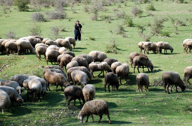 Няма чума по дребните преживни животни в Благоевградско