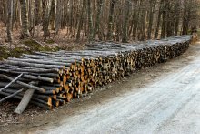 Agriculture Ministry Starts Pilot Tender Procedures for Long-term Contracts for Sale of Timber 