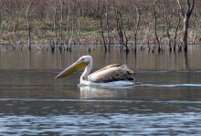Baby Pelican Born on Persin Island