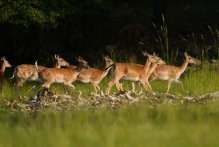 Bulgaria's Rhodope Mountains Become Part of Rewilding Europe Initiative