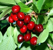 Cold Weather Ruins Almost Entire Cherry Crop in Bulgaria's Biggest Cherry Growing Region