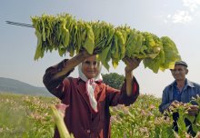  Tobacco Farmers Want New Legislation