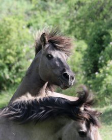 Film About Tarpans Wins Best Short Documentary Award at Equus Film Festival in New York