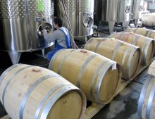 This Year's Grape, Wine Will Be Very Good Quality - Expert