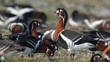  Up to 4,000 Red-breasted Geese Winter on Lakes Shabla and Durankulak