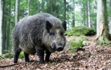 African Swine Fever Spreads in Pernik Region