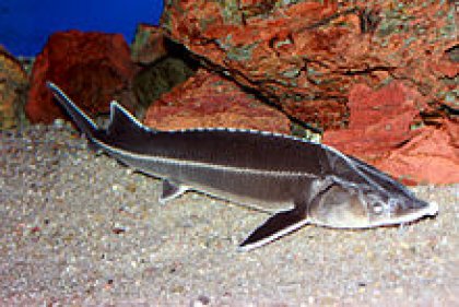 Bulgaria Extends Ban on Sturgeon Fishing in Danube River, Black Sea by Five Years