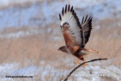 Environmentalists to Release Back to Nature Seven Common Buzzards after Rehabilitation Environmentalists to Release Back to Nature Seven Common Buzzards after Rehabilitation