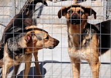 Ekoravnovesie Shelter Sees Off 22 Adopted Dogs to Germany