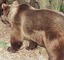 Мечка от вивариума в "Кормисош" отпътува за парк в Германия