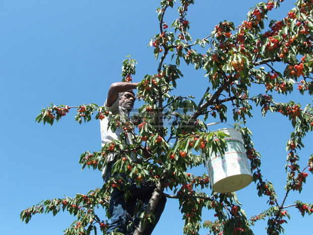 Кметът на Община Кюстендил Петър Паунов настоява за компенсиране на черешопроизводителите, заради затворения руски пазар