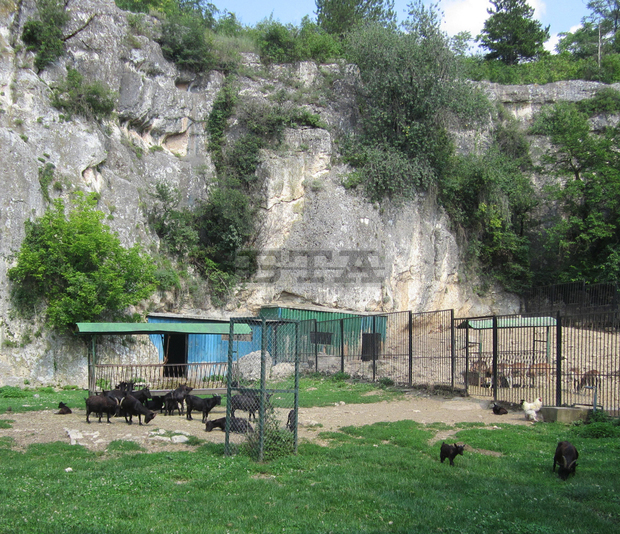 В плевенския зоопарк "Кайлъка" могат да се видят 160 диви животни и птици от 23 вида