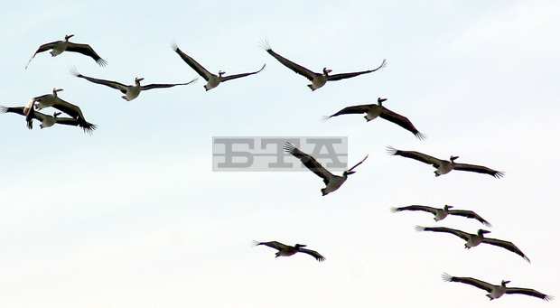 Повишена епизоотична готовност е въведена в Областната дирекция  безопасност на храните в Силистра заради установения случай на  птичи грип край Бургас