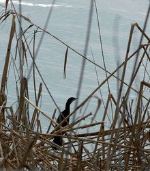В Добричка област при проверки не са установени умрели диви птици
