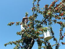 Cherry Crop in Bulgaria's Biggest Cherry Growing Region Entirely Destroyed by Winter and Spring Frost