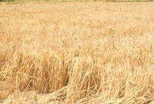 Падналите валежи ще забавят с няколко дни жътвата на ечемика в Ямболска област 