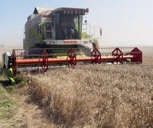 Реколтата от ечемик в Добричка област достигна 5699 тона при среден добив 302 килограма