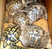 685 Tortoises Reintroduced to Nature in Bulgaria 
