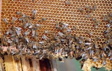 Плевен ще бъде домакин на 13-ото Международно изложение - договаряне по пчеларство,  на което се събират производители от цял свят