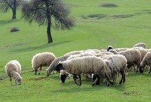 В петък ще бъдат готови резултатите от изследванията на животни със съмнения за "син език" в Търговищка област