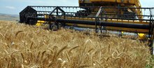 Завърши жътвата напшеницата в Добричка област,прибраното зърно е 592 273 тона