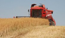 Реколтата от рапица в Добричкия регион надхвърли 25 000 тона