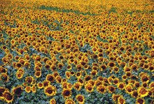 Реколтата от слънчоглед и царевица в Ямболска област зависи от напояването