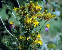 Букети с лечебни билки ще получат на Еньовден посетителите на Самоводската чаршия във Велико Търново