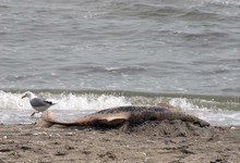 Осем трупа на делфини само за седмица изхвърли морето край Балчик
