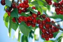 За 60 стотинки се изкупува килограм череши в Кюстендил