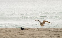 Открит е трупът на 14-годишното момче, което водолази издирваха в морето в Бургас