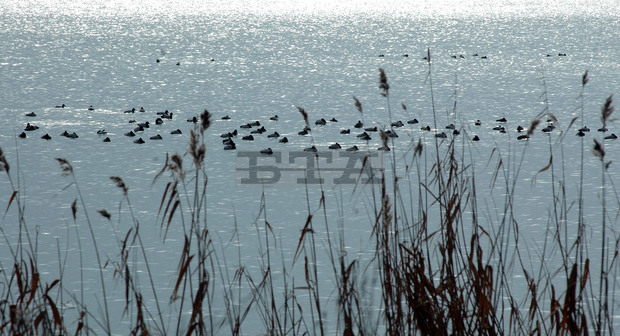 Природозащитници ще честват имен ден на Атанасовското езеро в Бургас