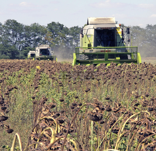 Добивите от слънчоглед в Добричкия регион са по-ниски, но семето е с добра масленост