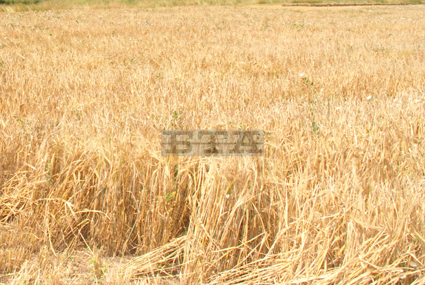 При среден добив от 423 кг/дка приключи жътвата на ечемика в област Търговище