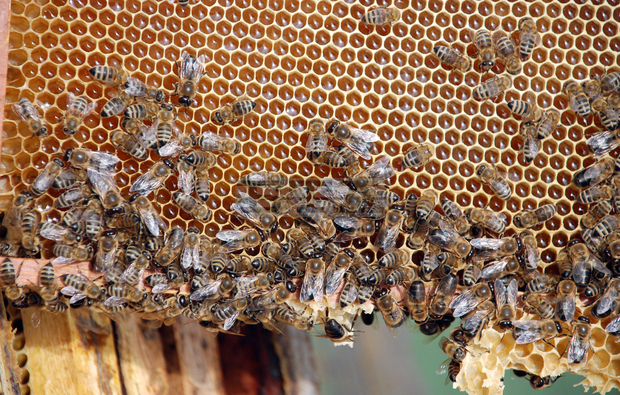 Богата е програмата на Международното изложение "Пчеларство 2020" в Плевен