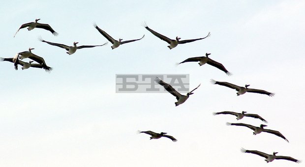 Повишена епизоотична готовност е въведена в Областната дирекция безопасност на храните в Силистра заради установения случай на птичи грип край Бургас Повишена епизоотична готовност е въведена в Областната дирекция безопасност на храните в Силистра заради установения случай на птичи грип край Бургас