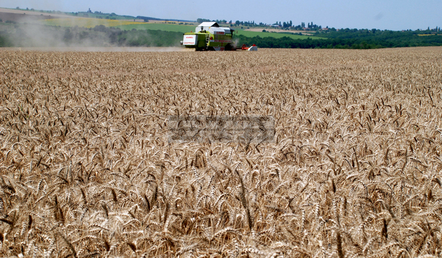 Добивът на пшеница в Русенско е с 25 процента по-нисък от миналогодишния