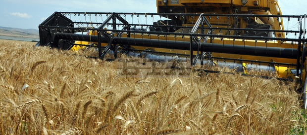 Завърши жътвата напшеницата в Добричка област,прибраното зърно е 592 273 тона Завърши жътвата напшеницата в Добричка област,прибраното зърно е 592 273 тона