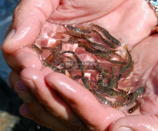 Любители-рибари пуснаха 6000 рибки в язовир "Огоста" край Монтана