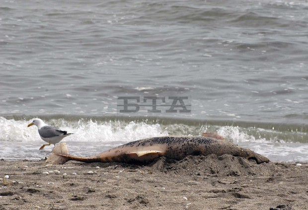 Осем трупа на делфини само за седмица изхвърли морето край Балчик
