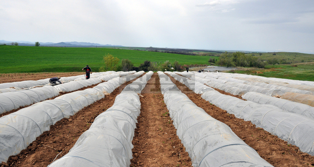 Четири варианта за разпределение на националните доплащания за тютюн ще обсъдятв Исперих тютюнопроизводителите