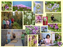 Мащабно проучване върху видовете мащерки в България