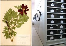 Ново нискотемпературно съоръжение съхранява богатата колекция на Института по биоразнообразие и екосистемни изследвания