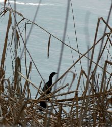 Mid-Winter Census Counts 700,000 Water Birds